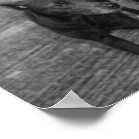 B&W - Aspin ポスター (角)