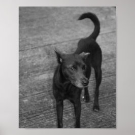 B&W - Aspin ポスター