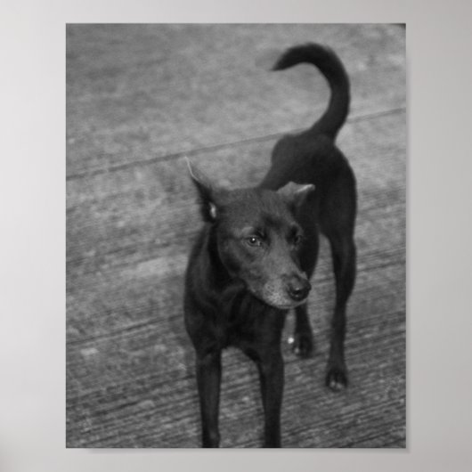 B&W - Aspin ポスター (正面)