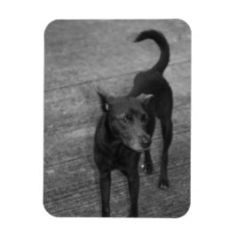 B&W - Aspin マグネット