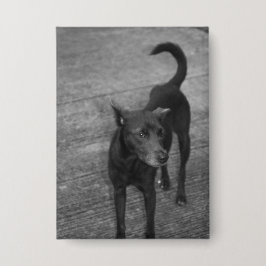 B&W - Aspin 缶バッジ