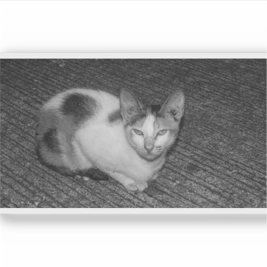 B&W - Cat 03 シール (正面)