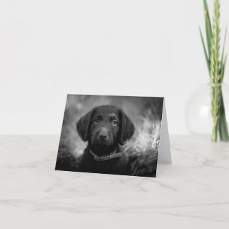 B&W NotecardのLabradoodle カード