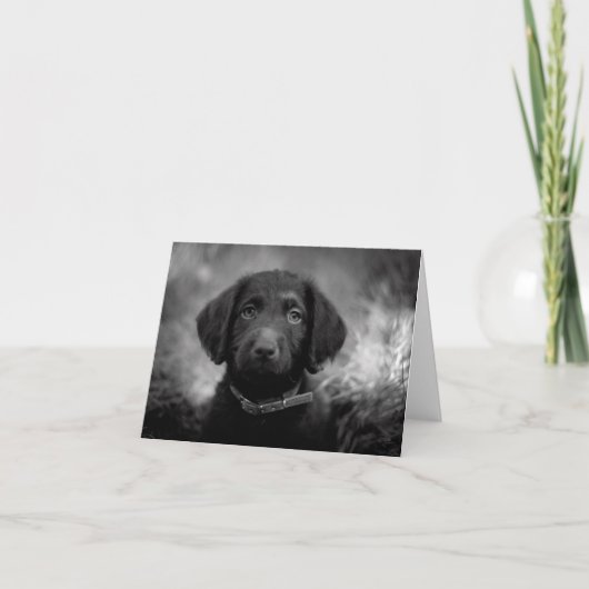 B&W NotecardのLabradoodle カード (正面)
