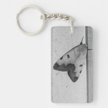 B&W - Ophiusa tirhaca，グリーンドラブ