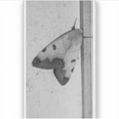 B&W - Ophiusa tirhaca,グリーンドラブ シール (正面)