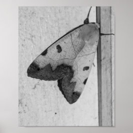 B&W - Ophiusa tirhaca，グリーンドラブ ポスター