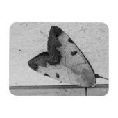 B&W - Ophiusa tirhaca，グリーンドラブ マグネット (横)