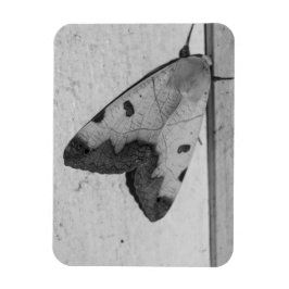 B&W - Ophiusa tirhaca，グリーンドラブ マグネット