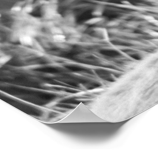 B&W Tigerプロフィール写真 ポスター (角)