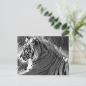 B&W Tigerプロフィール写真 ポストカード (スタンド正面)