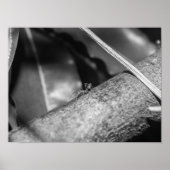 B&W - Weaver Ant on a Wood ポスター (正面)