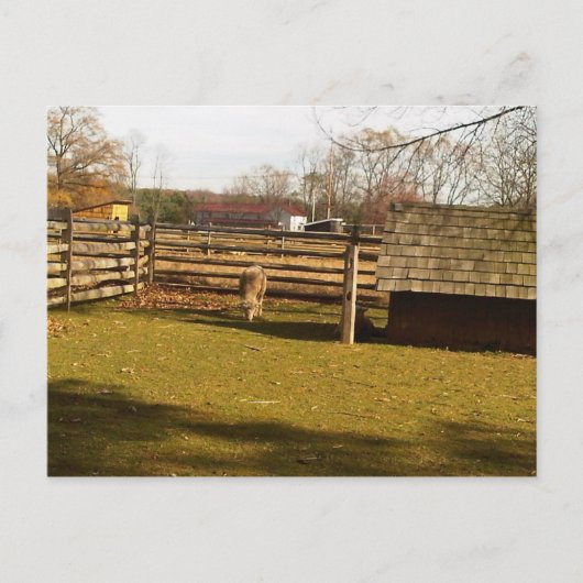 Baaa! ポストカード (正面)