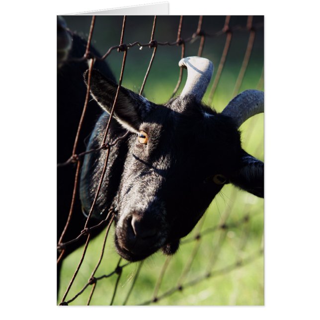 Baaaadの有蓋貨車ベティ (正面)