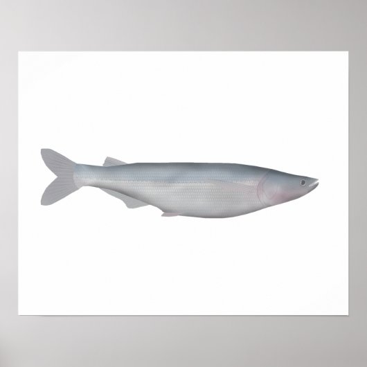 Baboso ポスター (正面)