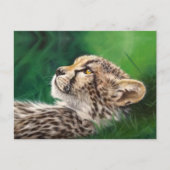 Baby Cheetah postcard ポストカード (正面)