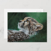 Baby Cheetah Postcard Set 10 ポストカード (正面/裏面)