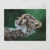 Baby Cheetah Postcard Set 10 ポストカード (正面)