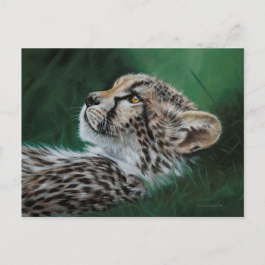 Baby Cheetah Postcard Set 10 ポストカード (正面)