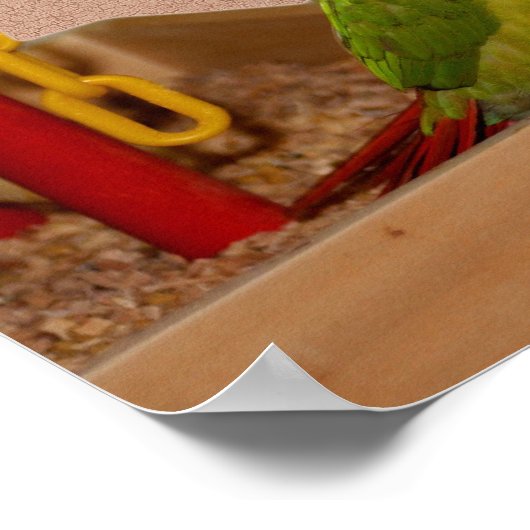Baby Conure Parrots Bird ポスター (角)