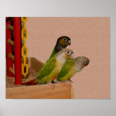 Baby Conure Parrots Bird ポスター (正面)