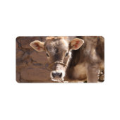 Baby Cow - Brown Baby Calf Close Up Face Label ラベル (正面)