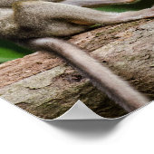 Baby Crab-Eating Macaques Playing on a Branch ポスター (角)