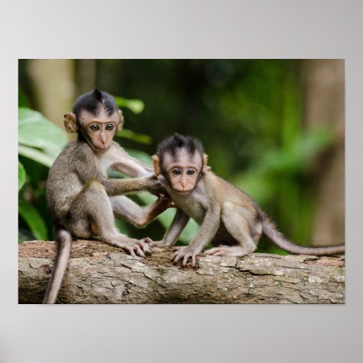 Baby Crab-Eating Macaques Playing on a Branch ポスター (正面)