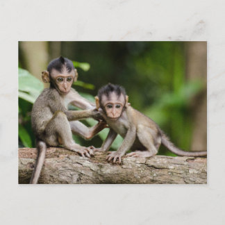 Baby Crab-Eating Macaques Playing on a Branch ポストカード
