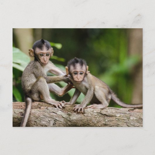 Baby Crab-Eating Macaques Playing on a Branch ポストカード (正面)