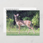 Baby Deer Postcard ポストカード (正面/裏面)