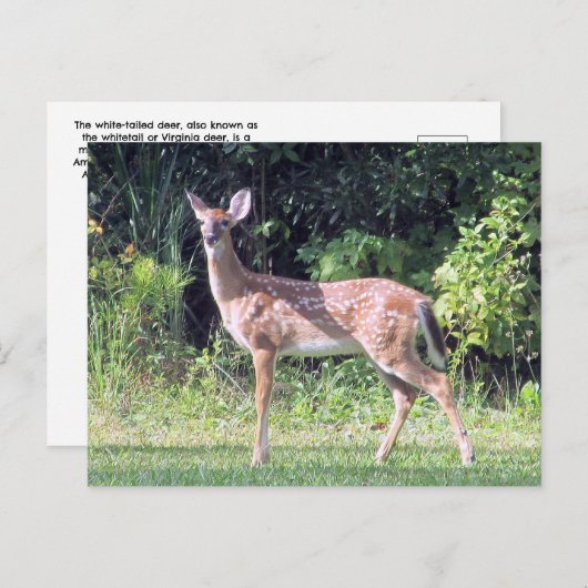 Baby Deer Postcard ポストカード (正面/裏面)