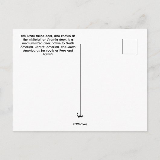 Baby Deer Postcard ポストカード (裏面)