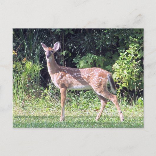 Baby Deer Postcard ポストカード (正面)