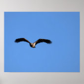 Baby Eagle! ポスター (正面)