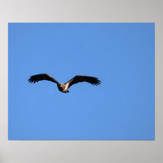 Baby Eagle! ポスター