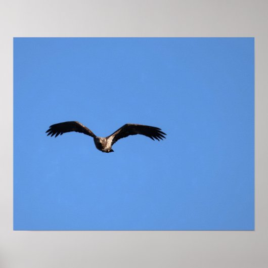 Baby Eagle! ポスター (正面)