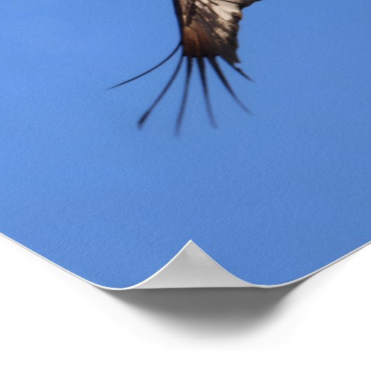 Baby eagle! ポスター (角)