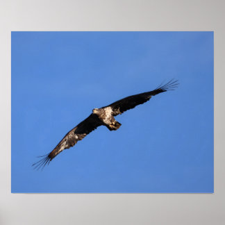 Baby eagle! ポスター