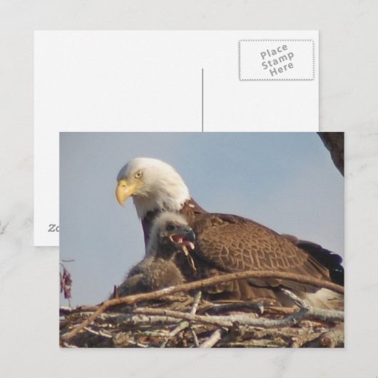 Baby Eagle 2011 ポストカード (正面/裏面)