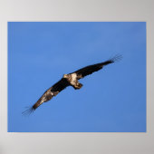 Baby Eagle of South Jersey! ポスター (正面)