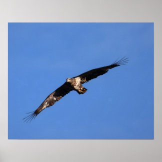 Baby Eagle of South Jersey! ポスター