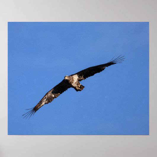 Baby Eagle of South Jersey! ポスター (正面)