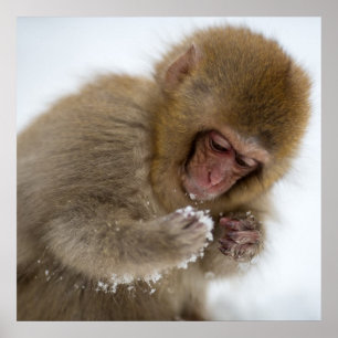 Baby Japanese Macaque Snow Monkey ポスター