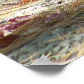 baby kangaroo ポスター (角)