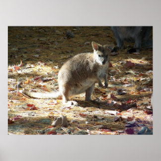 baby kangaroo ポスター