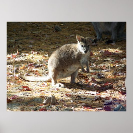 baby kangaroo ポスター (正面)