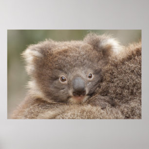 Baby Koala ポスター