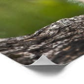 Baby Lynx  Looking Over A Fallen Tree ポスター (角)