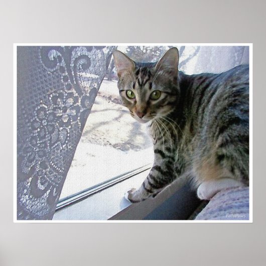 Baby Max ポスター (正面)